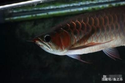 龍魚最好的喂養食物是什么呢，龍魚喂養頻率調整技巧，龍魚食物消毒方法介紹