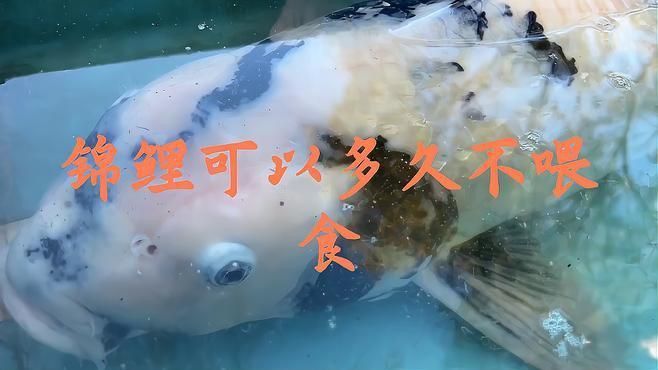 錦鯉魚最多能餓幾天