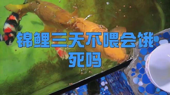 錦鯉魚最多能餓幾天