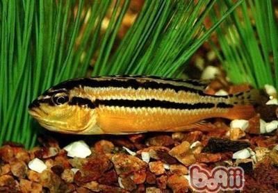 馬拉莫寶石魚混養(yǎng)后行為觀察：馬拉莫寶石魚混養(yǎng)后的行為觀察