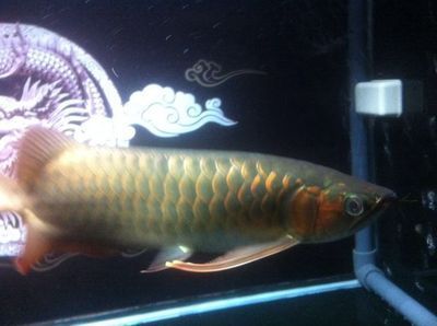 紅龍魚多少錢一只（紅龍魚價格多少錢一條）