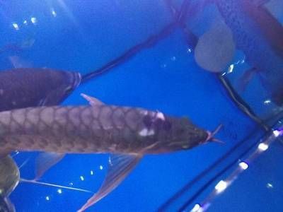 紅龍魚的飼養方法：關于紅龍魚的飼養方法