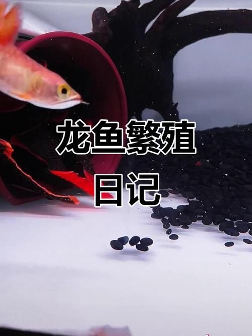 龍魚苗一個月能長多大圖片