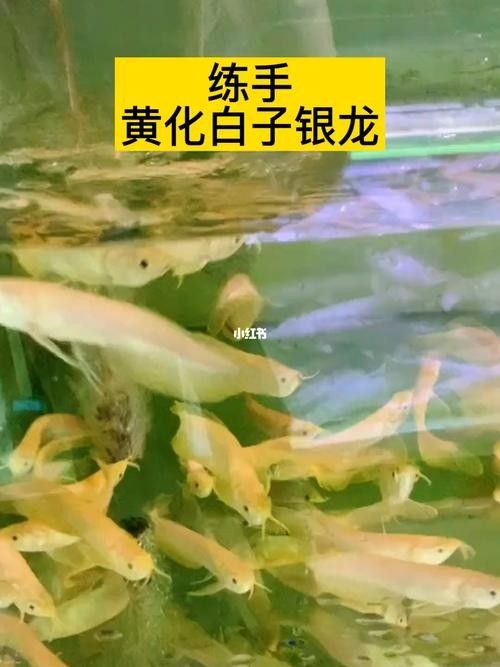 龍魚苗一個月能長多大圖片