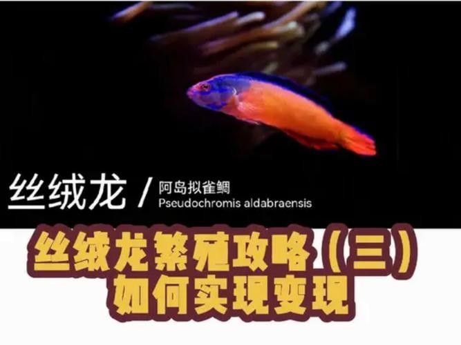 龍魚苗一個月能長多大圖片