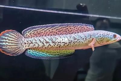 巴卡雷龍魚繁殖后水質管理：巴卡雷龍魚的繁殖后水質管理