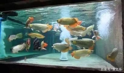 龍魚虎魚混養寓意著什么意思：龍魚與虎魚的混養在觀賞魚養殖中具有一定的寓意