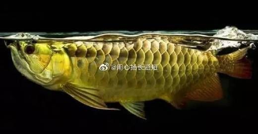 龍魚風水實踐中有哪些禁忌？