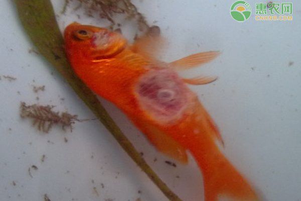 龍魚爛身病能自愈嗎？