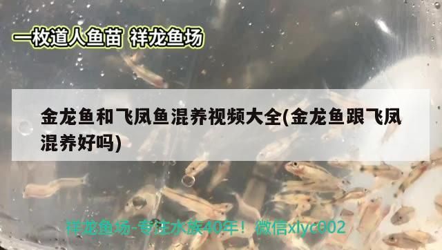 金龍魚怎么混養：金龍魚最佳混養魚視頻