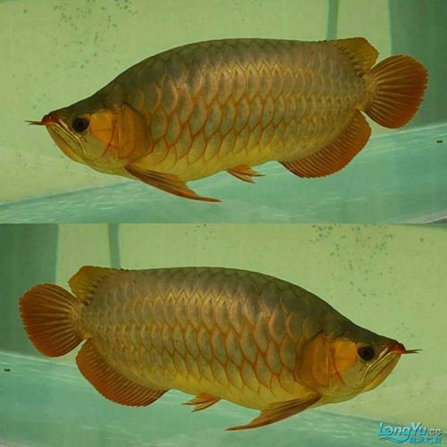 金龍魚福龍圖片欣賞大全高清
