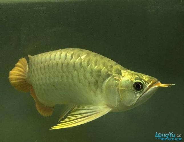 金龍魚福龍圖片欣賞大全高清