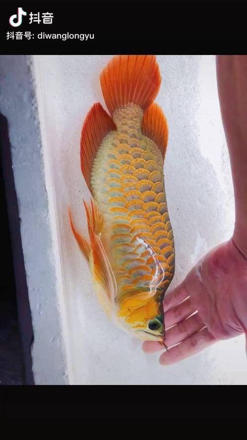 金龍魚福龍圖片欣賞大全高清