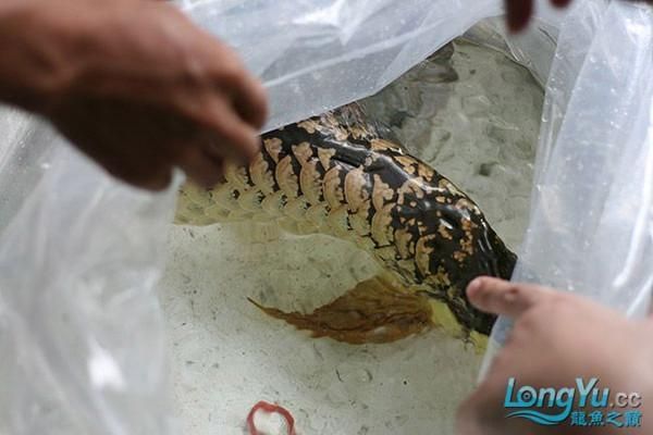 紅龍魚立鱗后鱗片發(fā)黑怎么回事：紅龍魚立鱗后鱗片發(fā)黑影響魚的外觀和健康處理方法