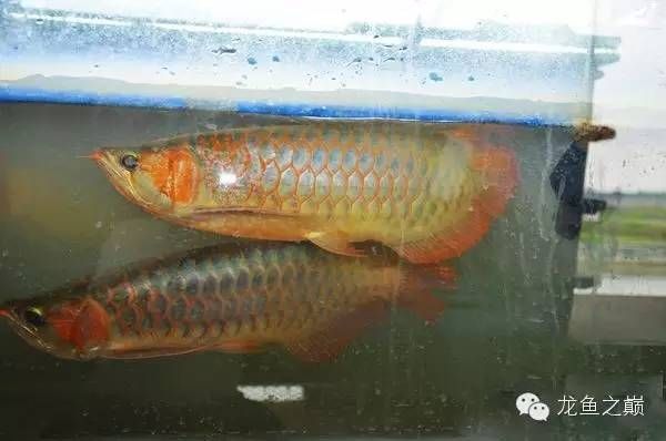 金龍魚出自哪里：金龍魚產地是哪個國家？