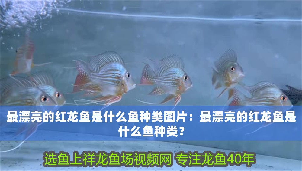 最漂亮的紅龍魚是什么魚種類圖片：最漂亮的紅龍魚是什么魚種類？