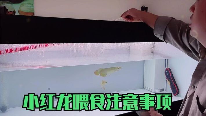 紅龍魚到家?guī)滋煳故常ㄈ绾闻袛嗉t龍魚適應(yīng)新環(huán)境，紅龍魚喂食最佳時(shí)間段）