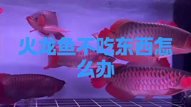 小火龍魚不吃食怎么辦？