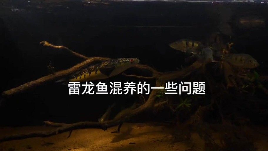 雷龍魚可以和斑馬魚混養嗎圖片對比