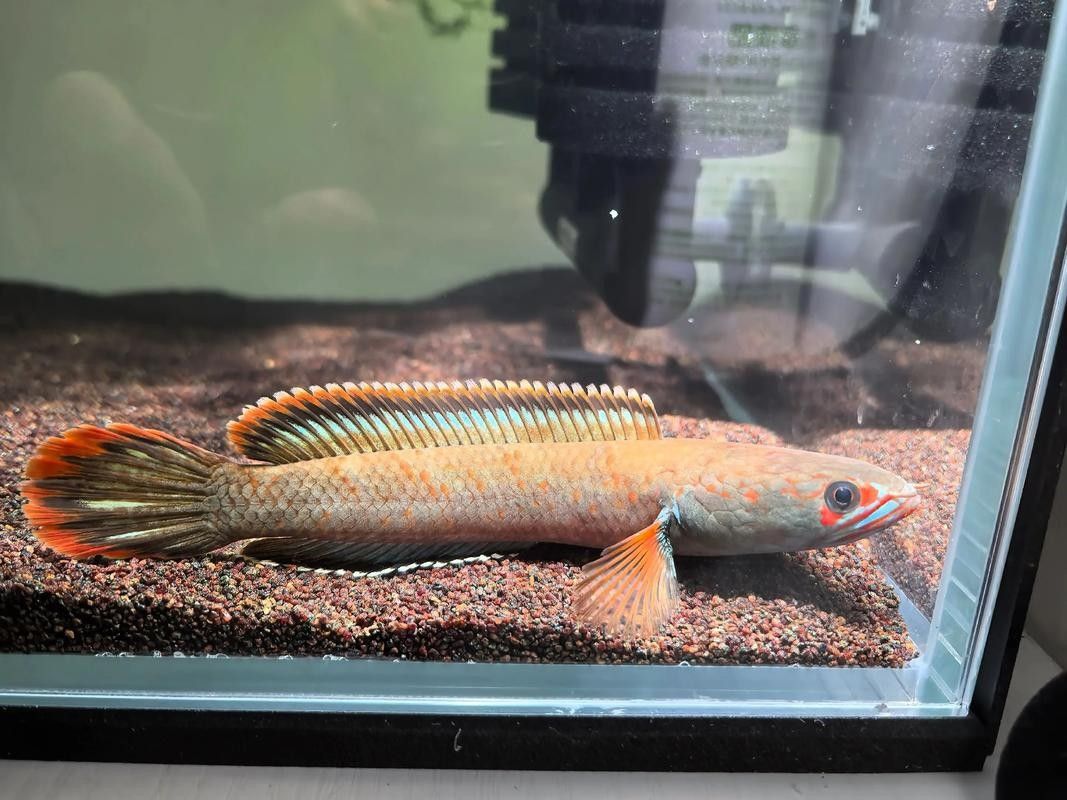 雷龍魚可以和斑馬魚混養嗎圖片對比
