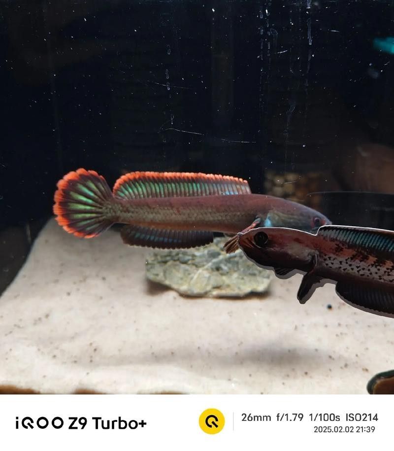 雷龍魚可以和斑馬魚混養嗎圖片對比