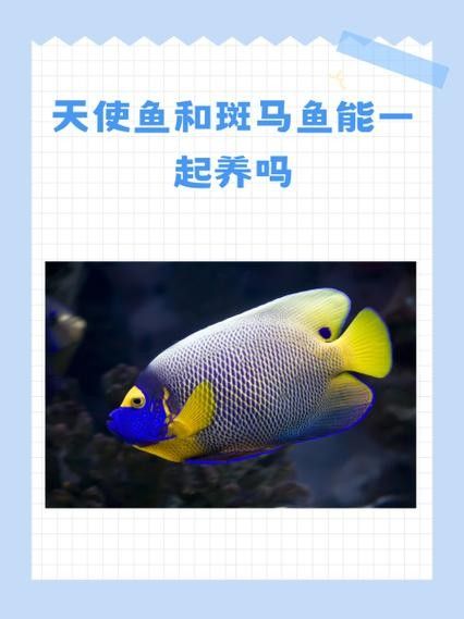 雷龍魚可以和斑馬魚混養嗎圖片對比