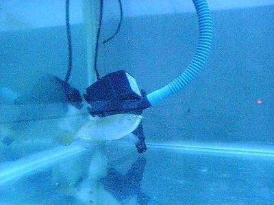 養小龍魚多大的缸合適：養小龍魚所需魚缸大小