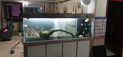龍魚缸品牌十大排名（龍魚魚缸品牌排行榜） 龍魚缸品牌十大排名（龍魚魚缸品牌排行榜） 龍魚百科 第1張