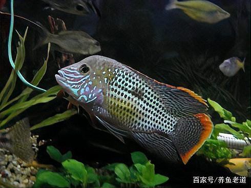 紅龍魚繁殖后如何照顧魚卵？
