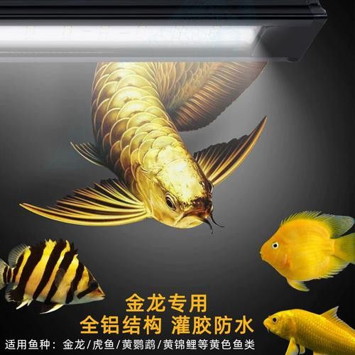 金龍魚專用燈光譜圖