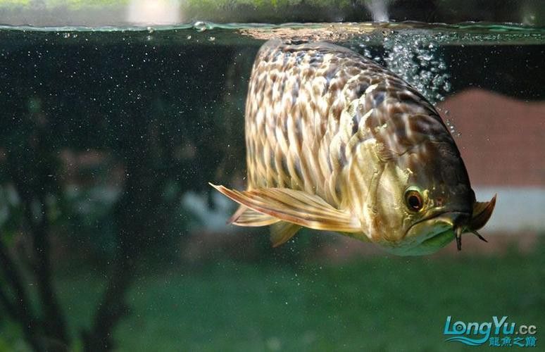 金龍魚專用燈光譜圖