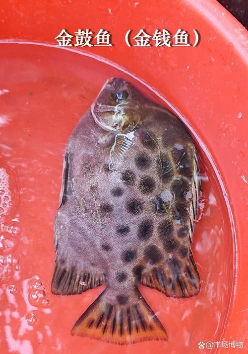 金鼓魚圖片
