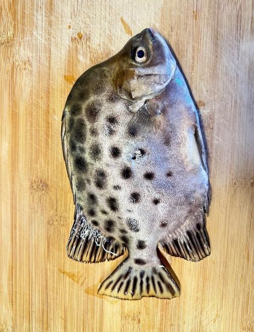 金鼓魚圖片