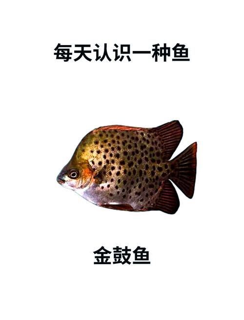金鼓魚圖片