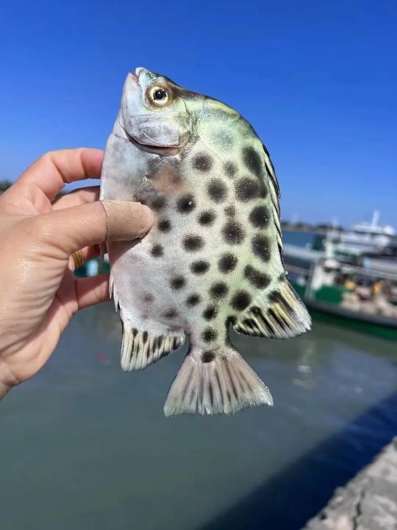 金鼓魚圖片