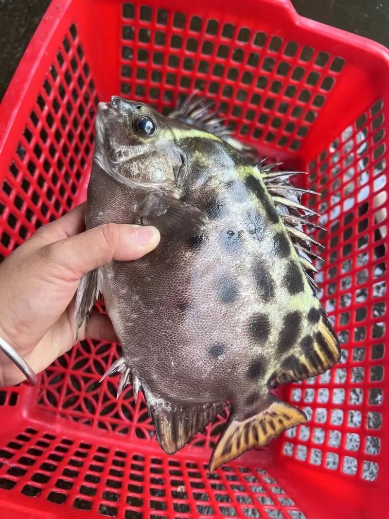 金鼓魚圖片