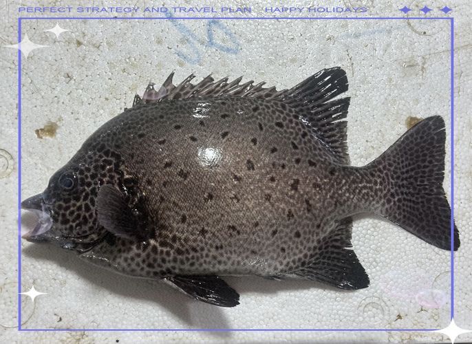 金鼓魚圖片