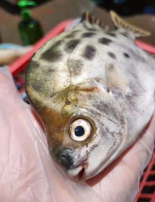 金鼓魚圖片