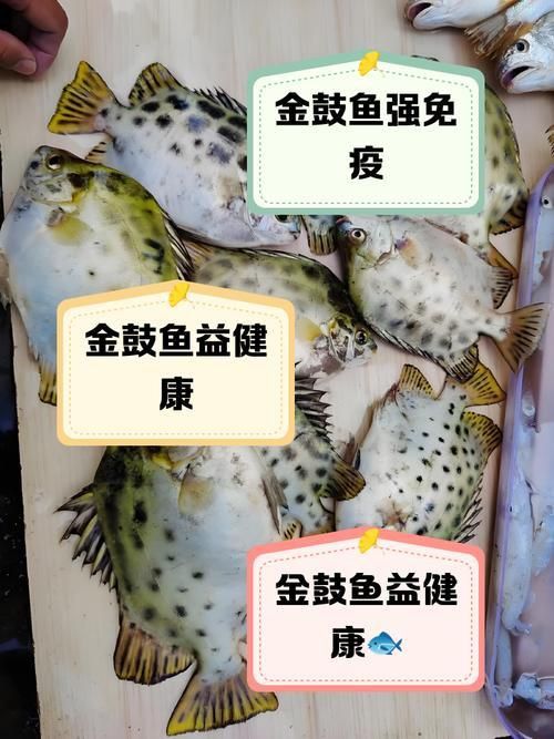 金鼓魚圖片