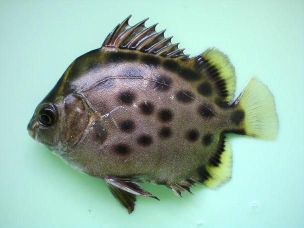 金鼓魚圖片
