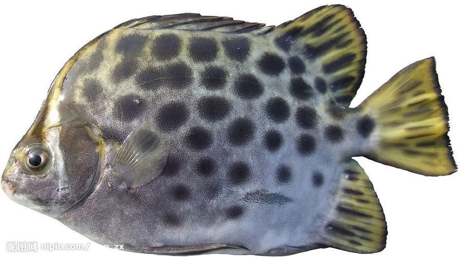 金鼓魚圖片