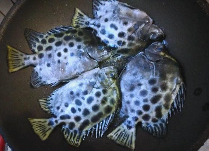 金鼓魚圖片