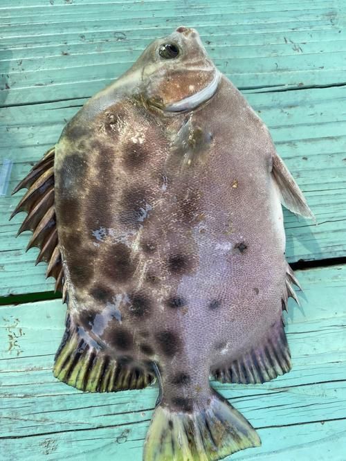 金鼓魚圖片