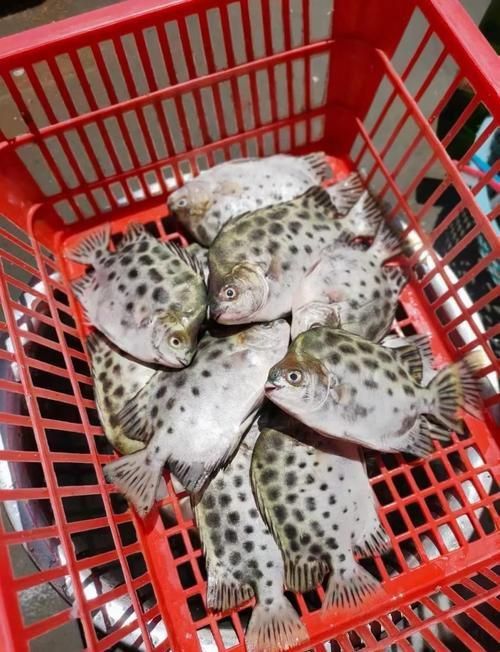 金鼓魚圖片
