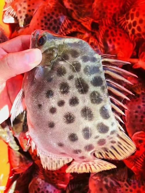 金鼓魚圖片
