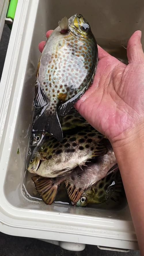 金鼓魚圖片