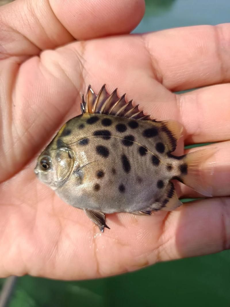 金鼓魚圖片