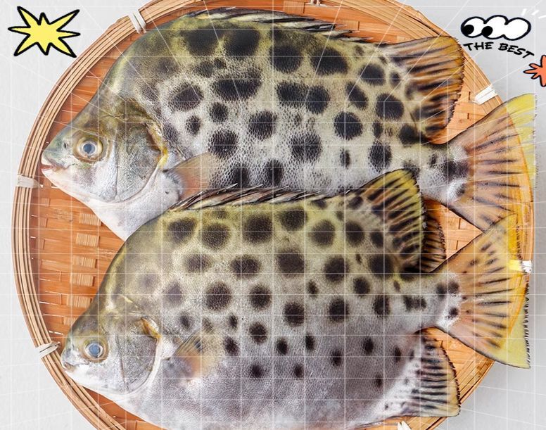 金鼓魚圖片