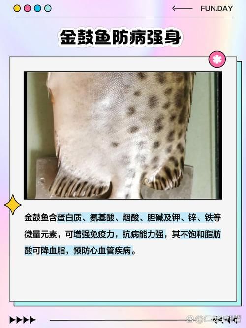 金鼓魚圖片
