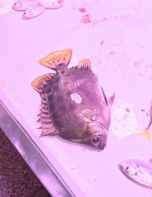 金鼓魚圖片